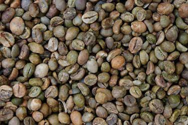 Waste Bacteria Help Coffee Farmers Purify Water